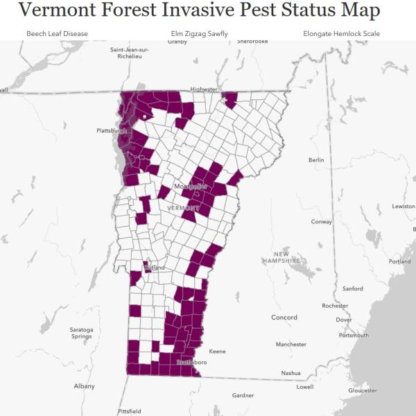 Vermont Forest Health Program Launches Interactive Invasive Pest Status